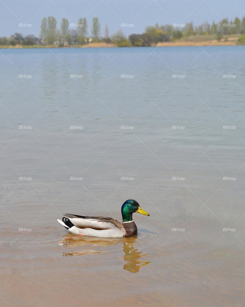 duck on a lake spring nature beautiful landscape