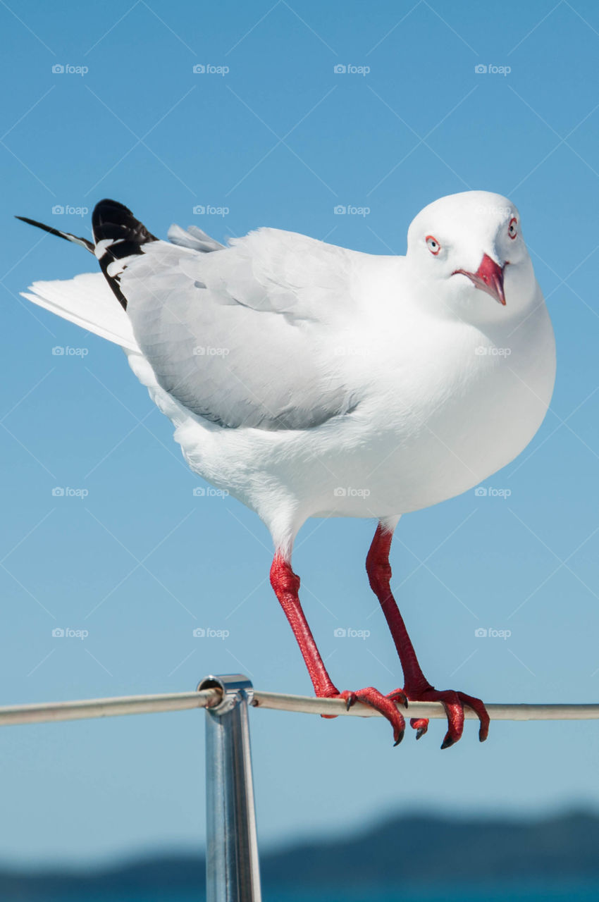 Seagull balancing on boat railing