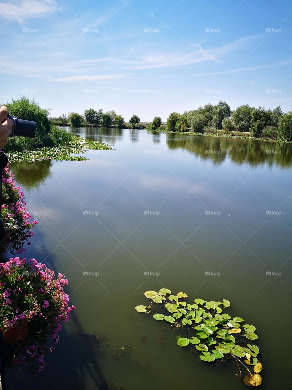 Flowers on the lake