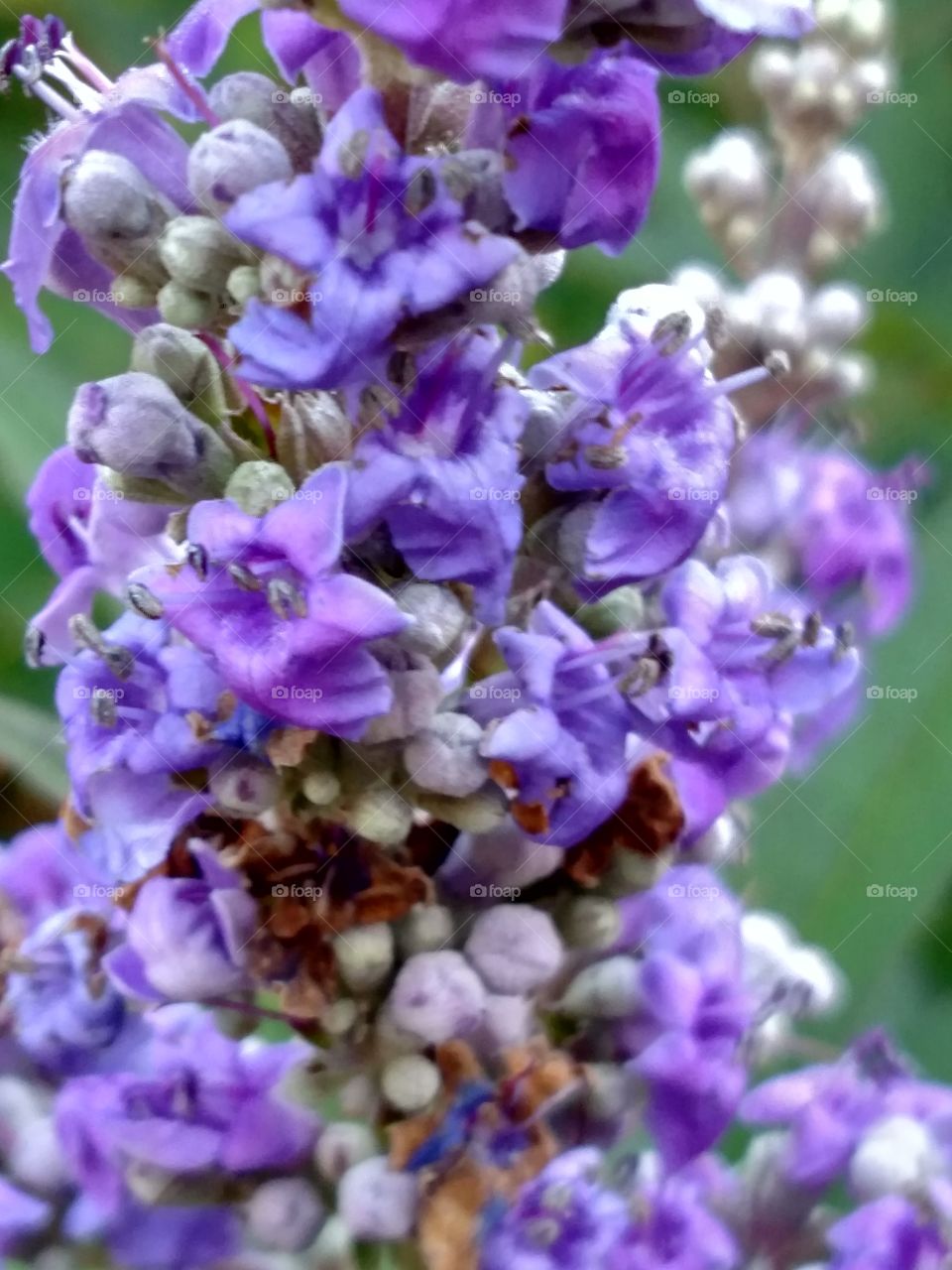 beautiful and brilliant purple flowers