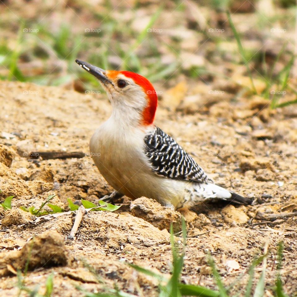 Whatcha looking at? . Bird watching 