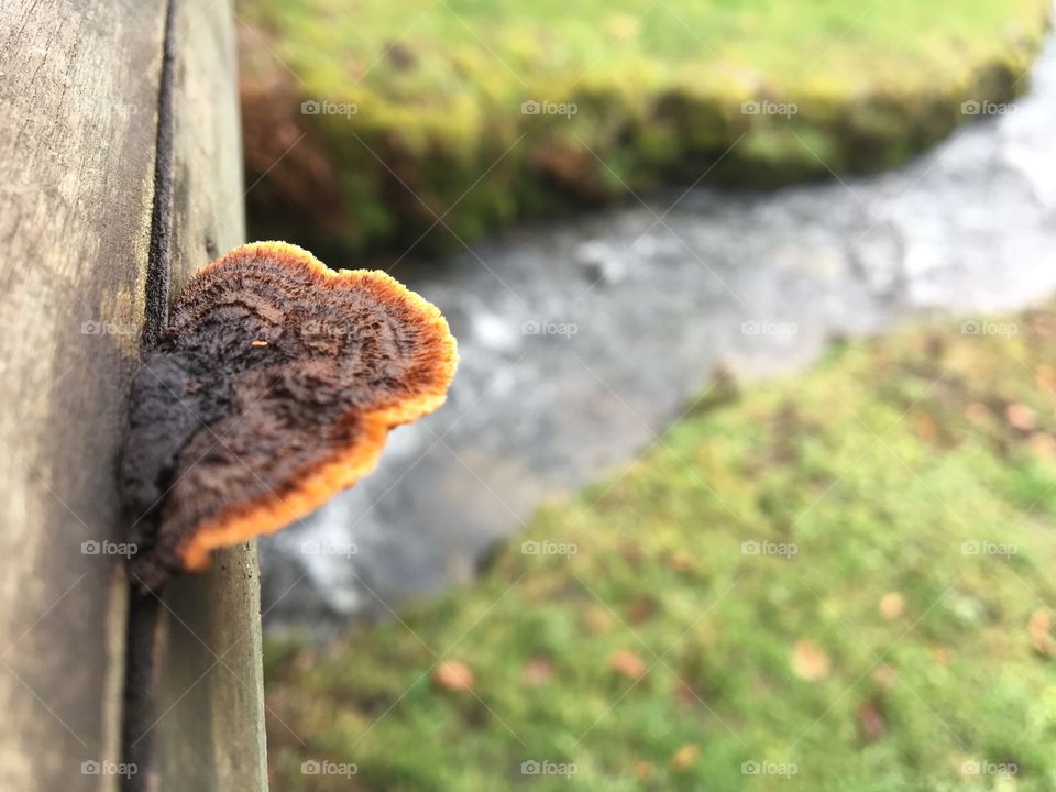 Mushroom on wood 
