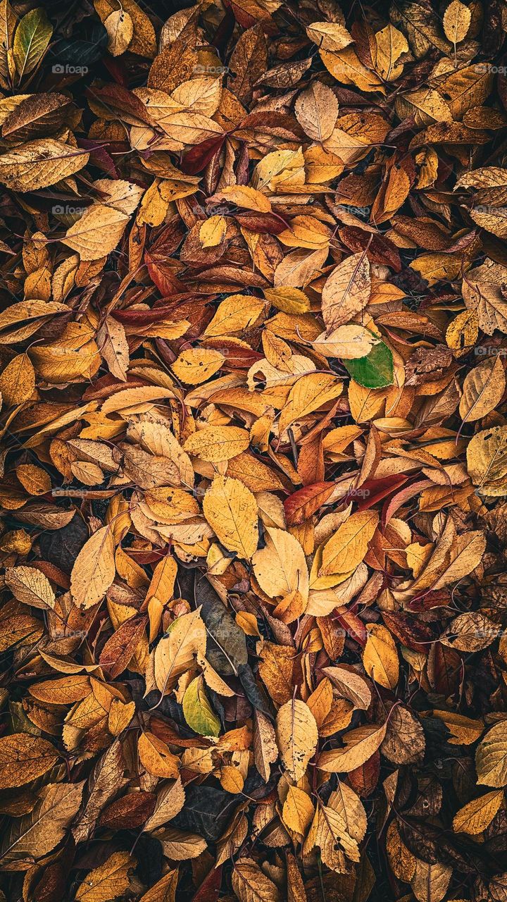 Phone screensaver , Autumn leaves