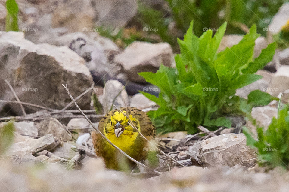 Nature, Little, Outdoors, Wild, Leaf