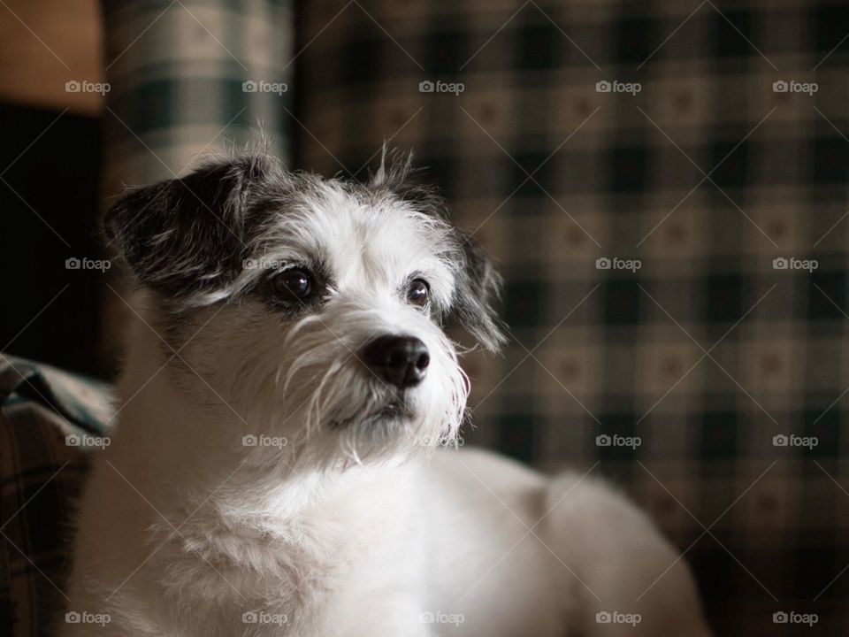 собака, питомец, животное, взгляд