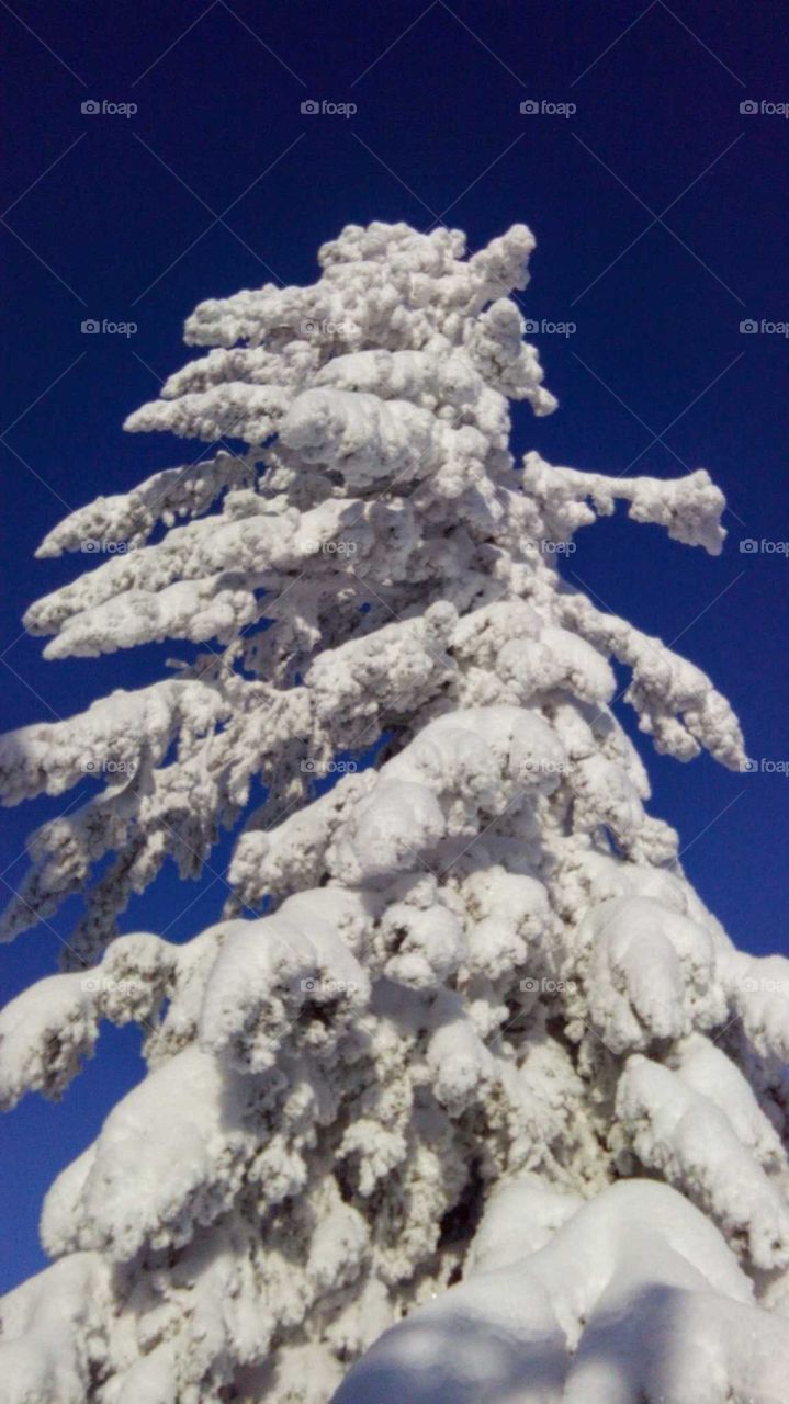 Spruce in the snow