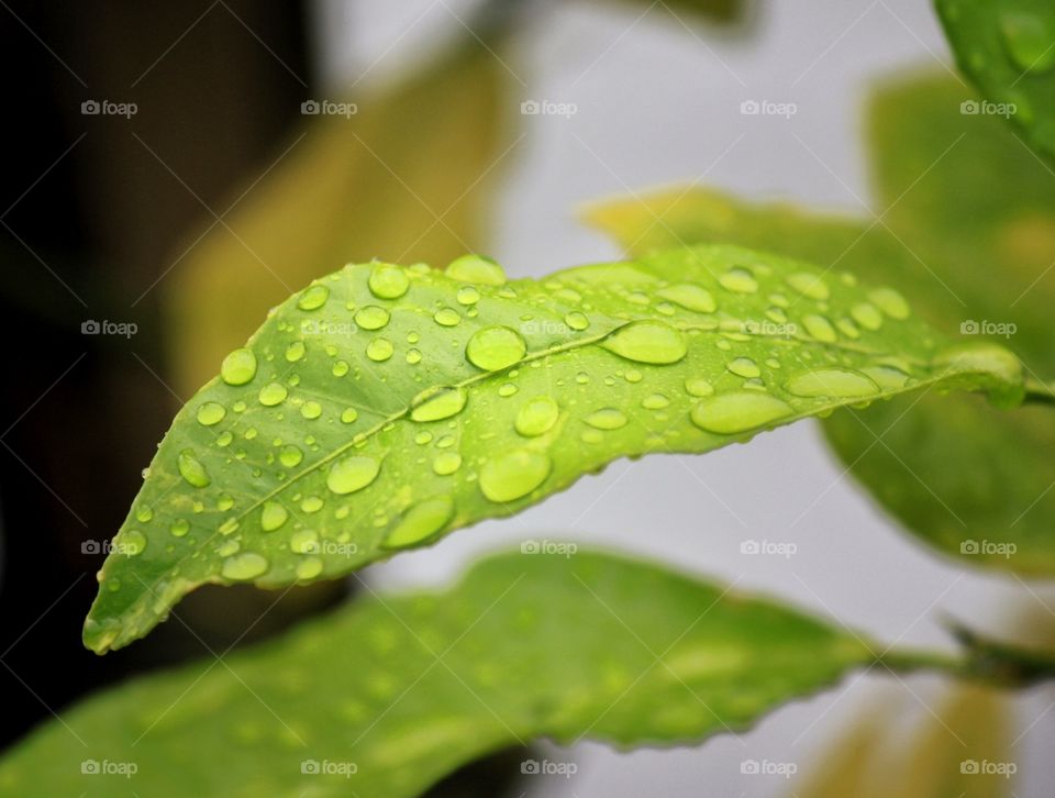 Green leaf with some water drops from the rain