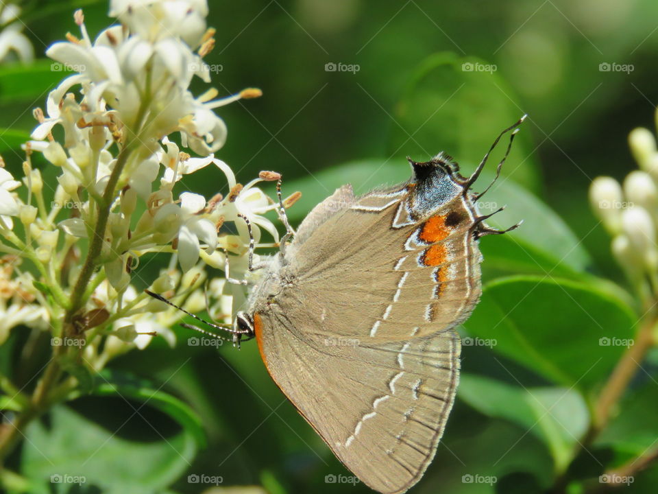 red-banded hairstreak