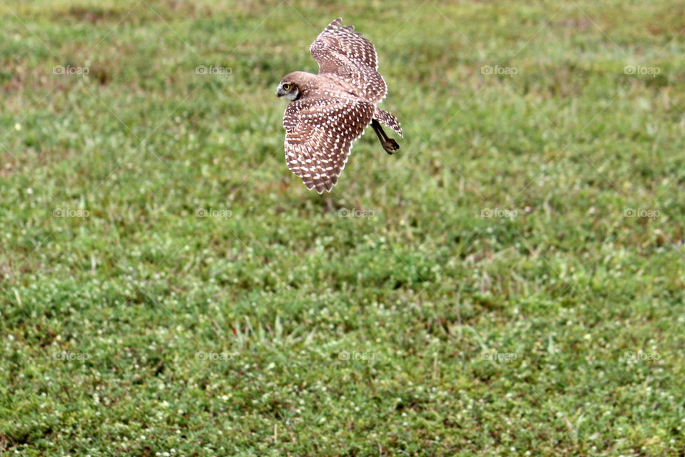 Burrowing Owl in flight