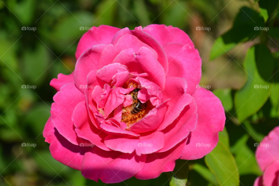 Bee on a rose