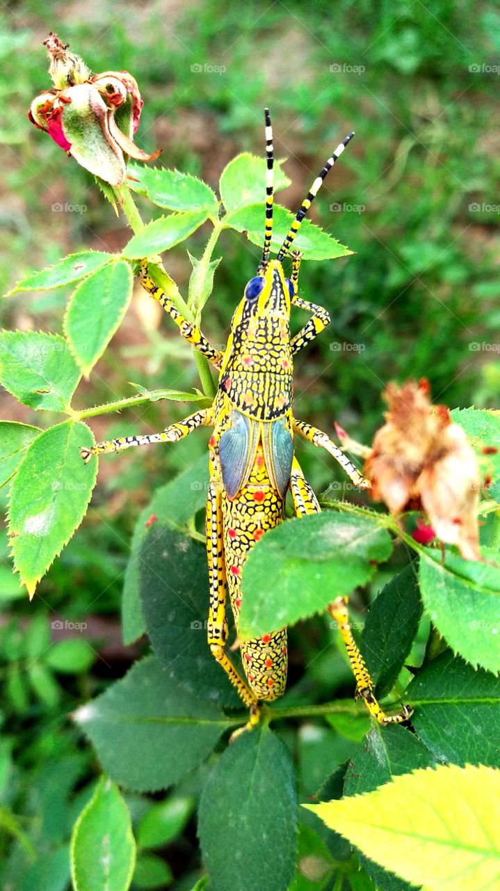 a colourful grasshopper in my tiny garden.