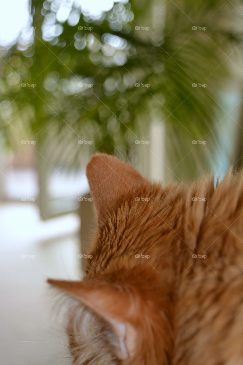 No Person, Cat, Blur, Nature, One