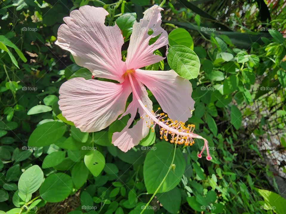 pink single hibiscus