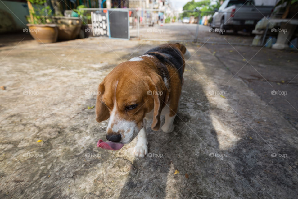 beagle dog show tongue while walking with sunlight in the background