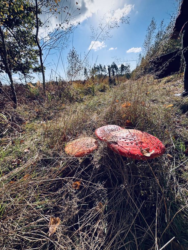 Mushrooms 