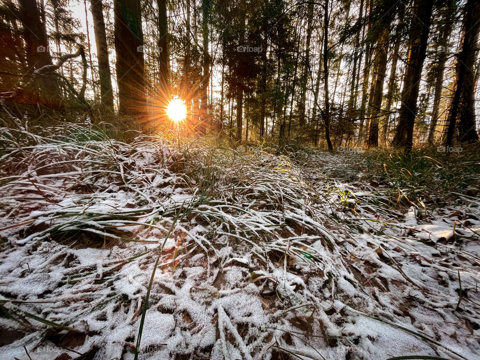 Winter landscape in sunny forest in December 