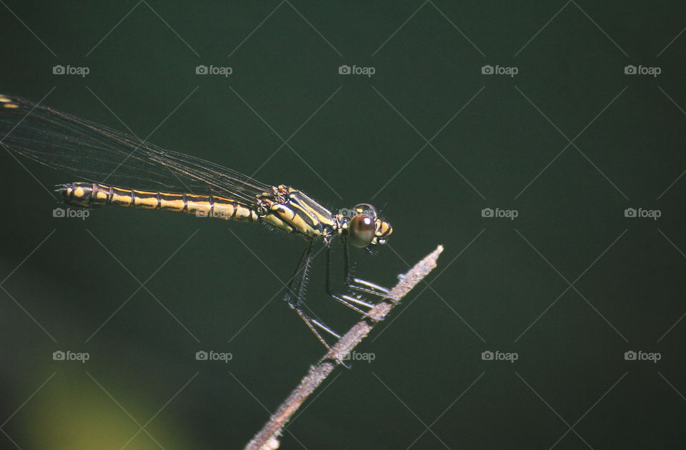 Libellago lineata . Female thorax of species body pattern . Striped of yellow - brown , and black side of morphology . Amazing yellow - brown continue of its tailed and closer with the one of organ calling top appendage . Hard brown to the eyes .