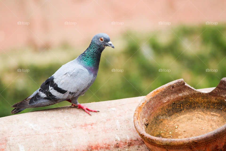 A  short story of an one legged rock pigeon who didn't have any inferiority complex..