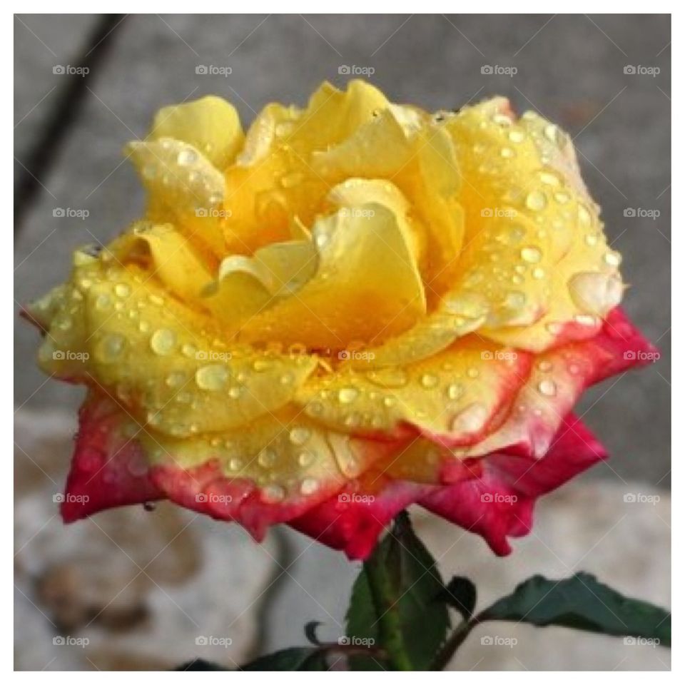 Rainy Rose