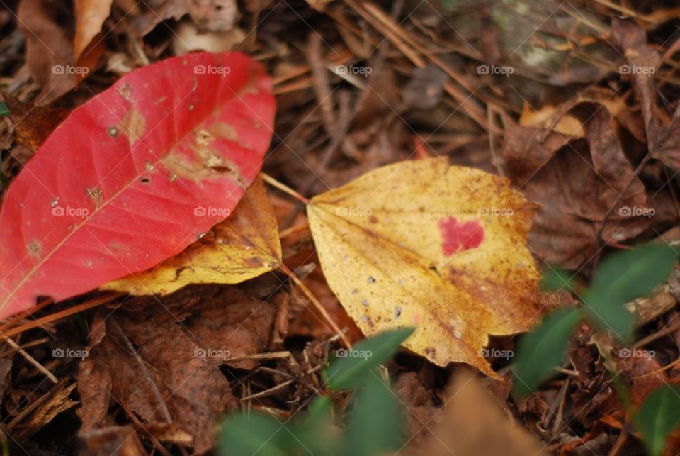 Autumn love