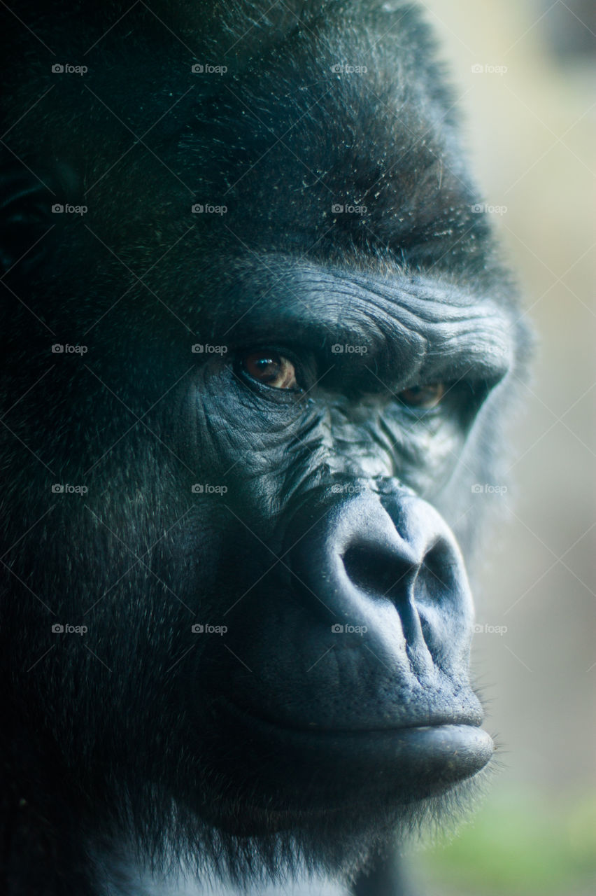Gorilla face