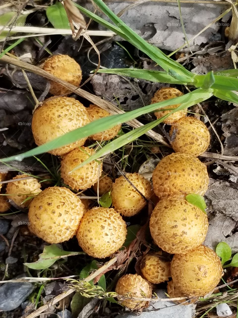 puff ball mushroom