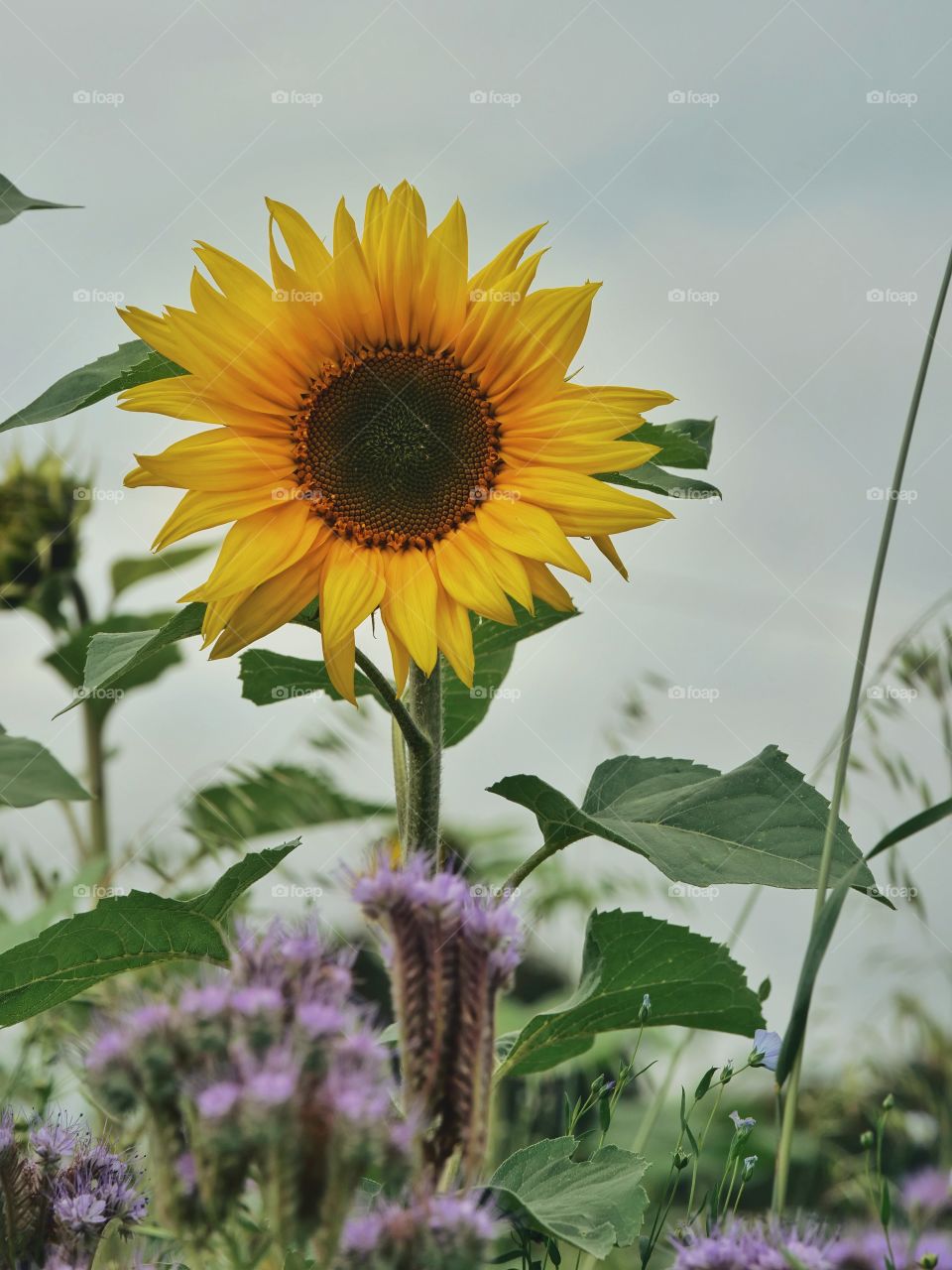 Common sunflower