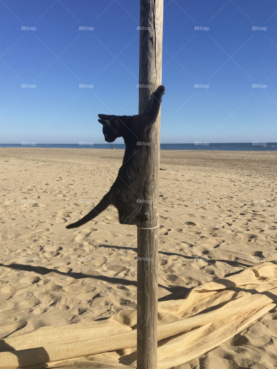 Young black cat playing on the beach