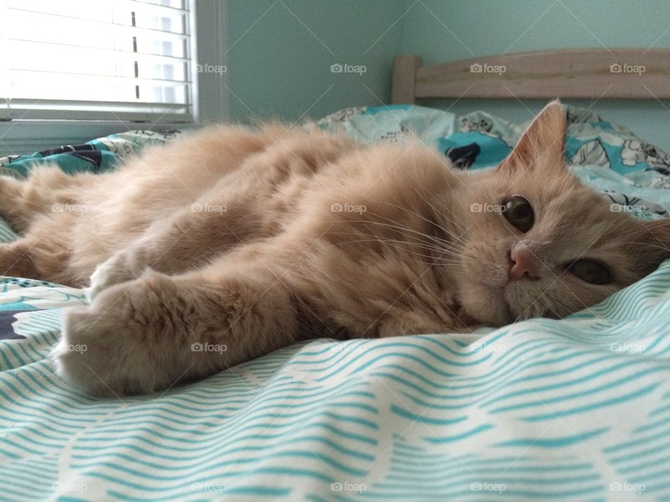 Lily laying on the bed