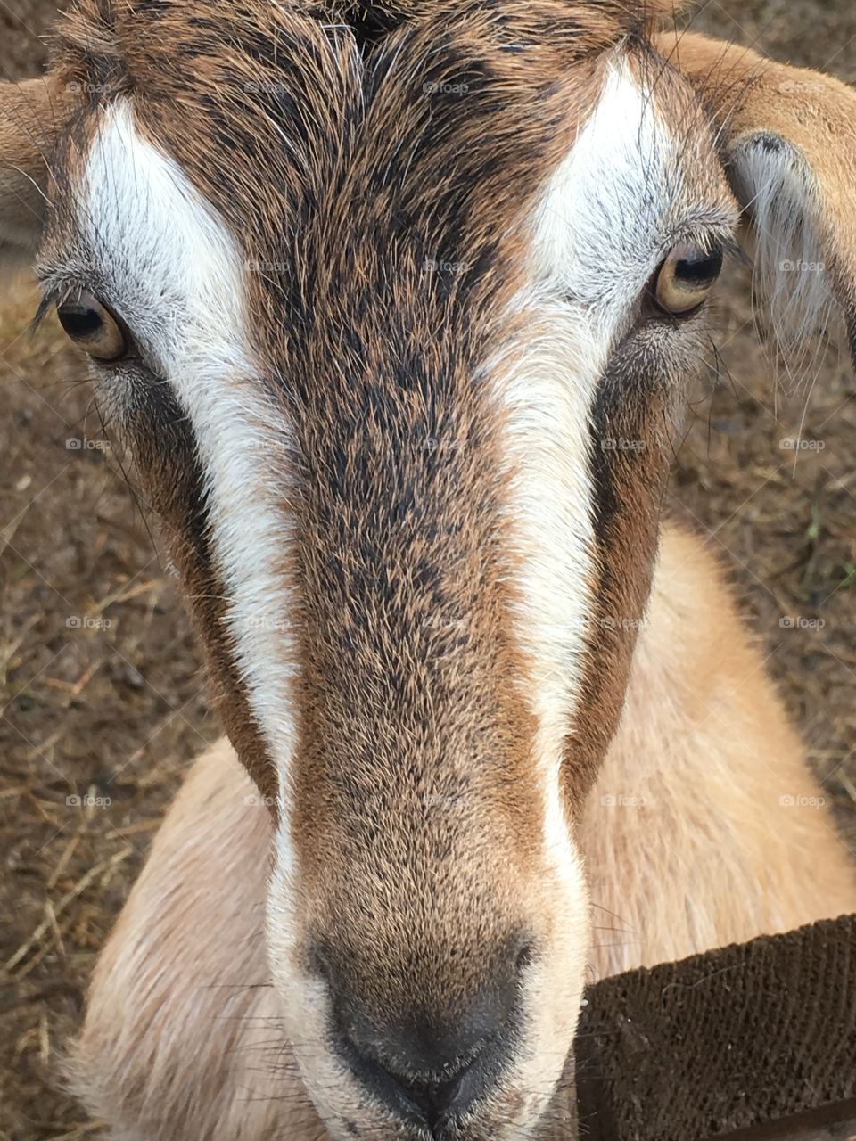 goat close-up