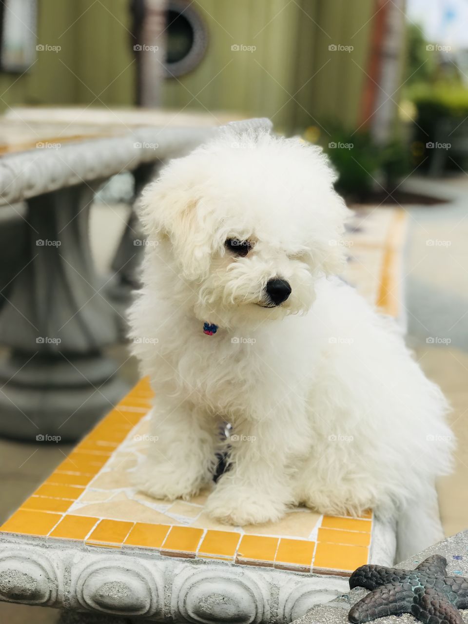 A small white puppy sitting on a cheerful yellow tile bench while looking at a starfish sculpture made of metals. 