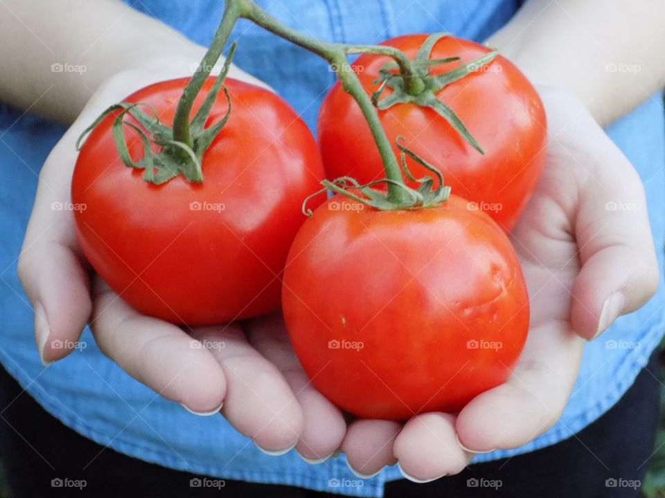 Mid section of man holding tomatoes