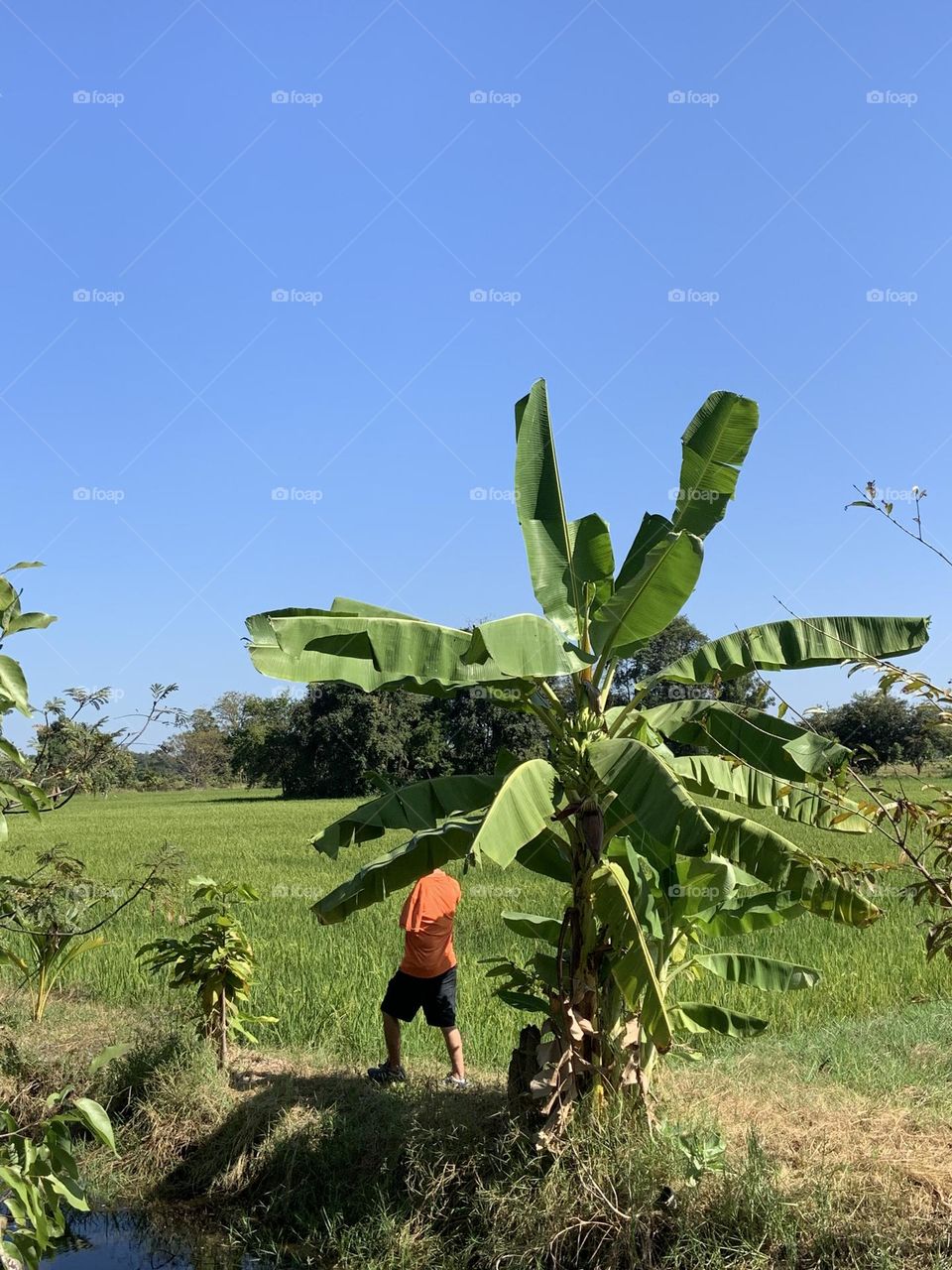 Holiday with my family, Garden owner (Thailand)