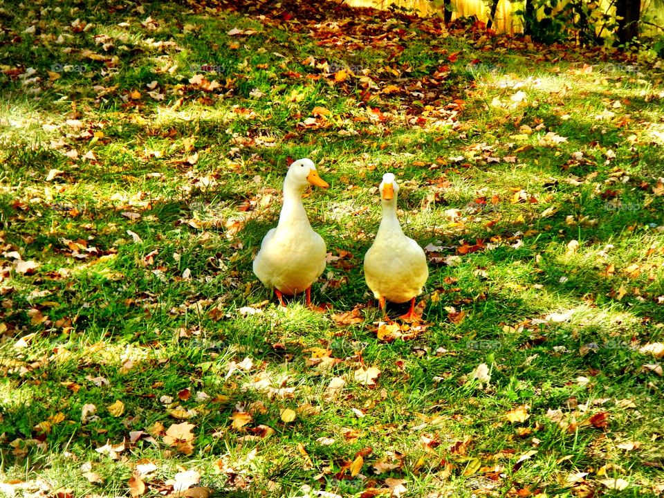 Cute ducks walking 