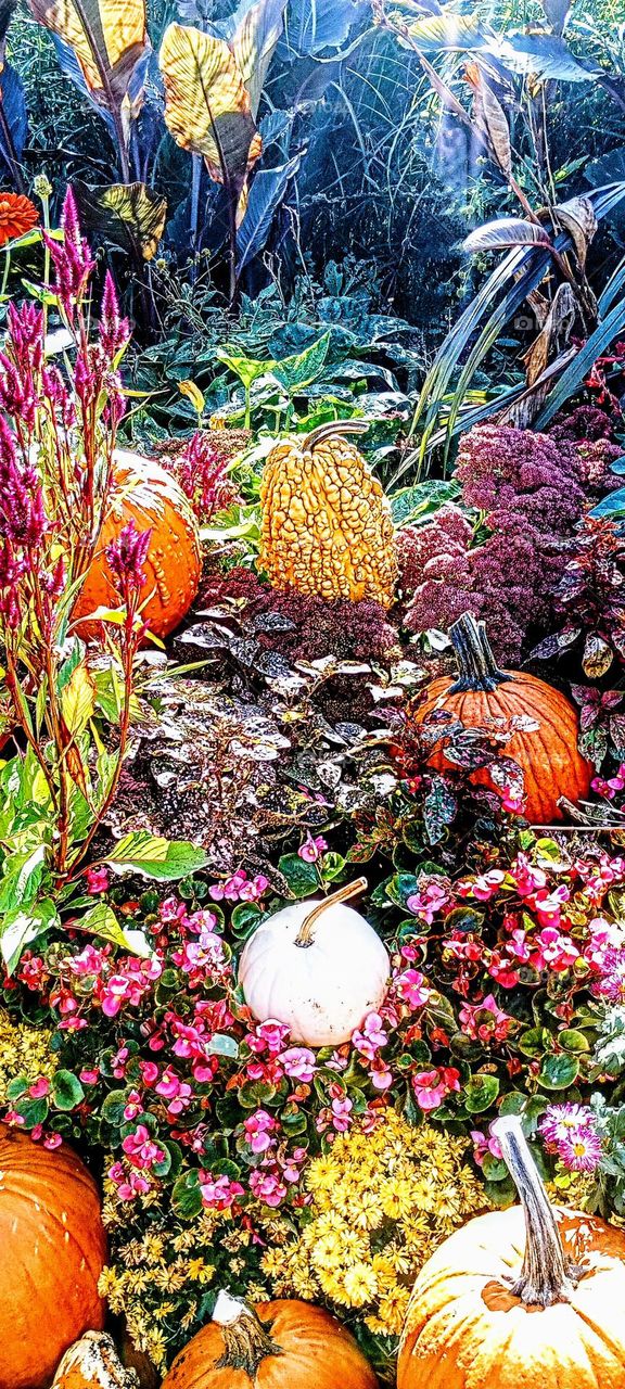 Colorful Pumpkin Patch