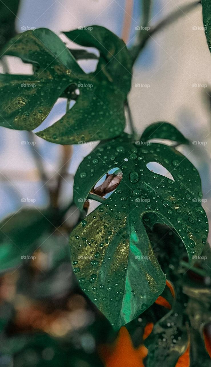 Water drops on a plant leaf 