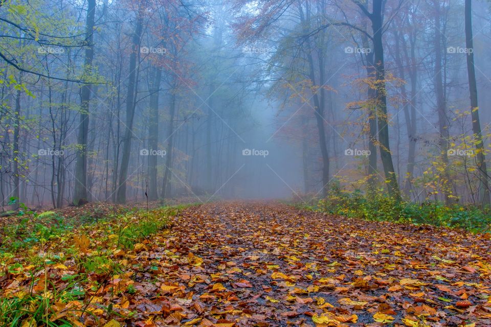 Foggy autumn forest in seven mountains Germany 