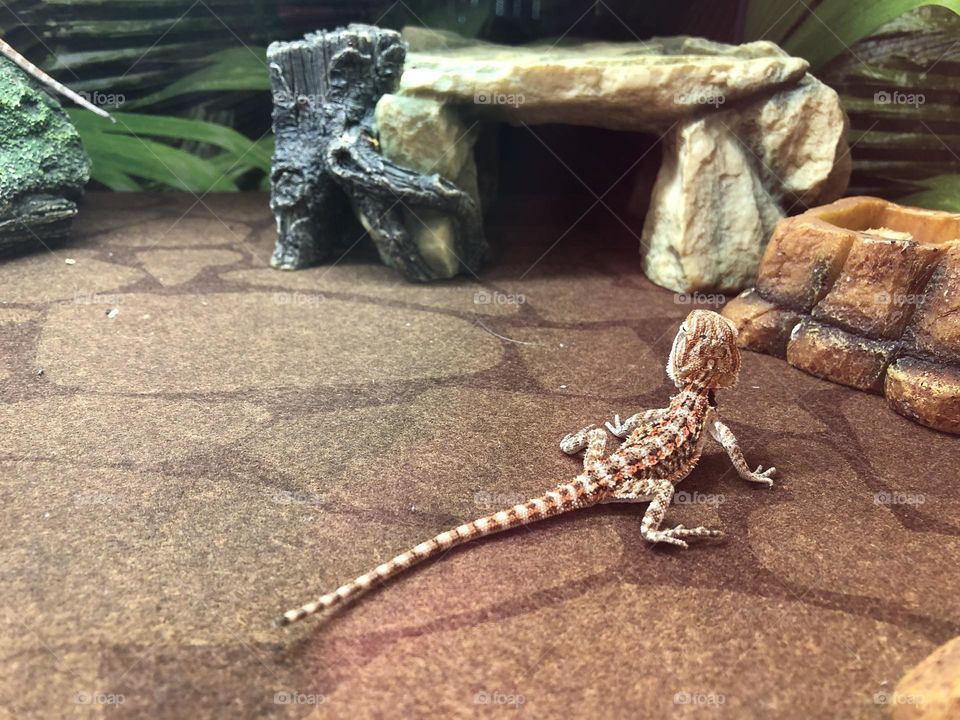 Lizard habitat at the Pet  store 