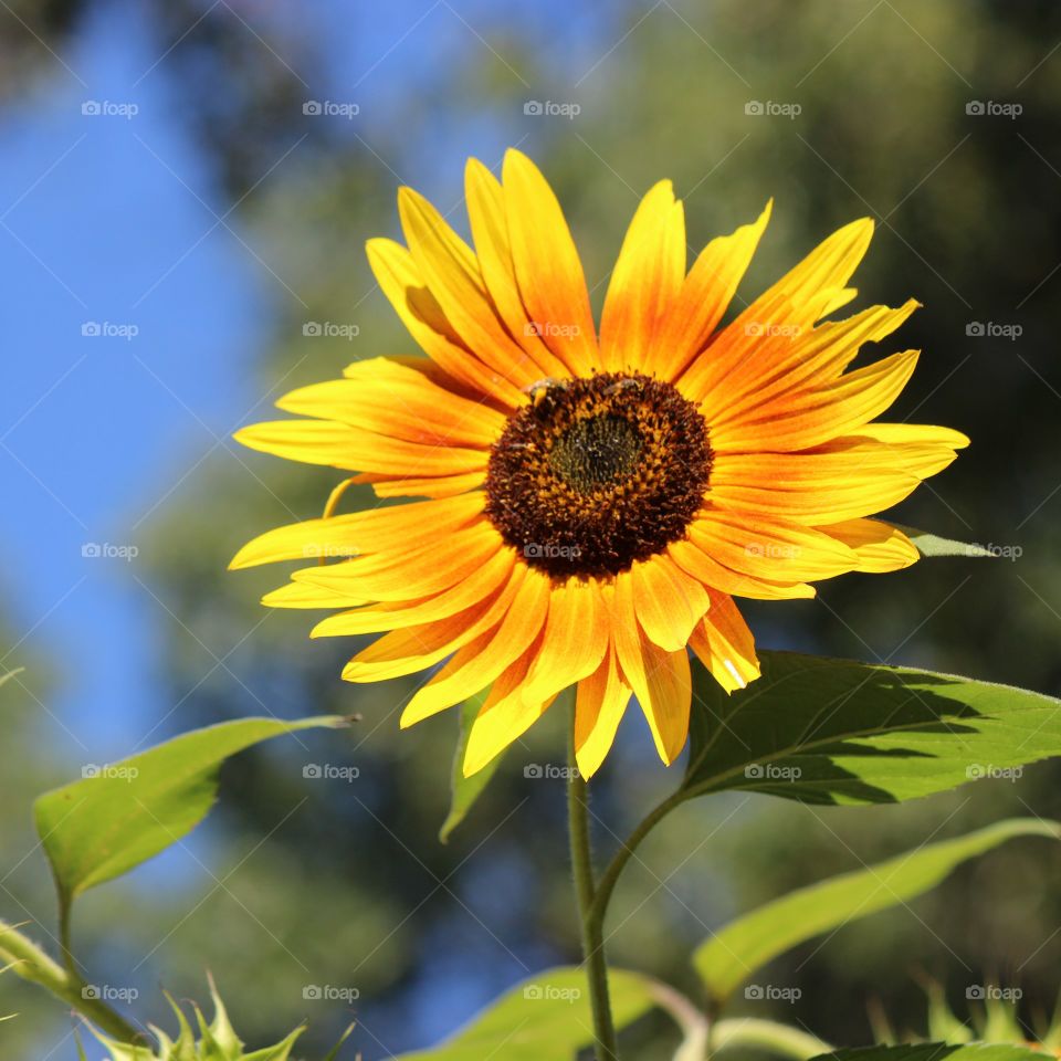 sunflower portrait in all its glory, shining bright, making everyone happy