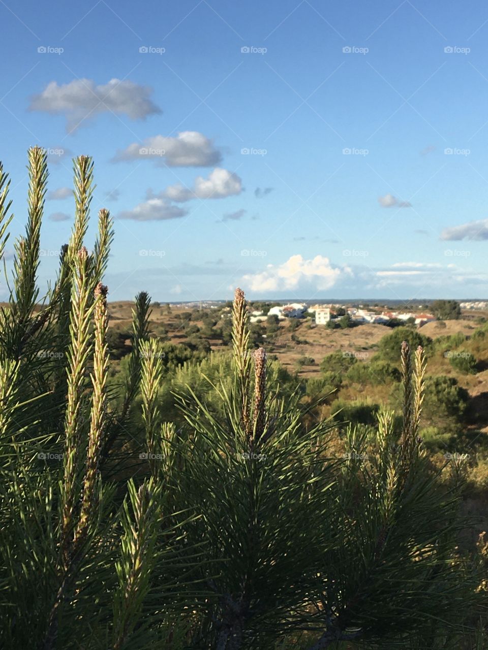 Evening landscape with pines