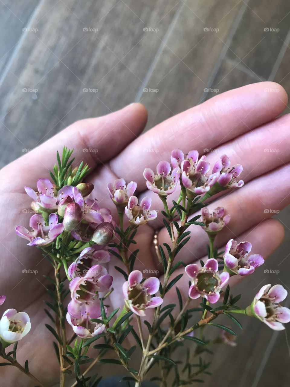 Manuka flowers in woman’s hand