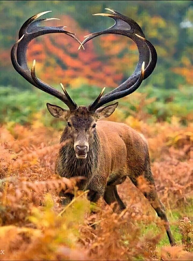 Deer