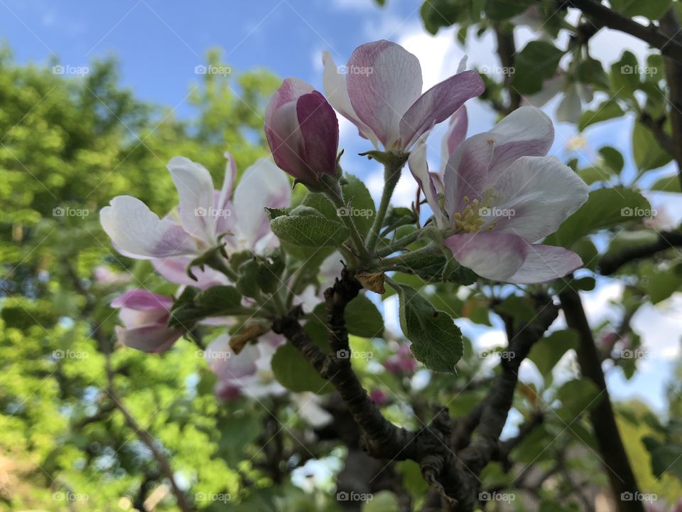 Apple blossom