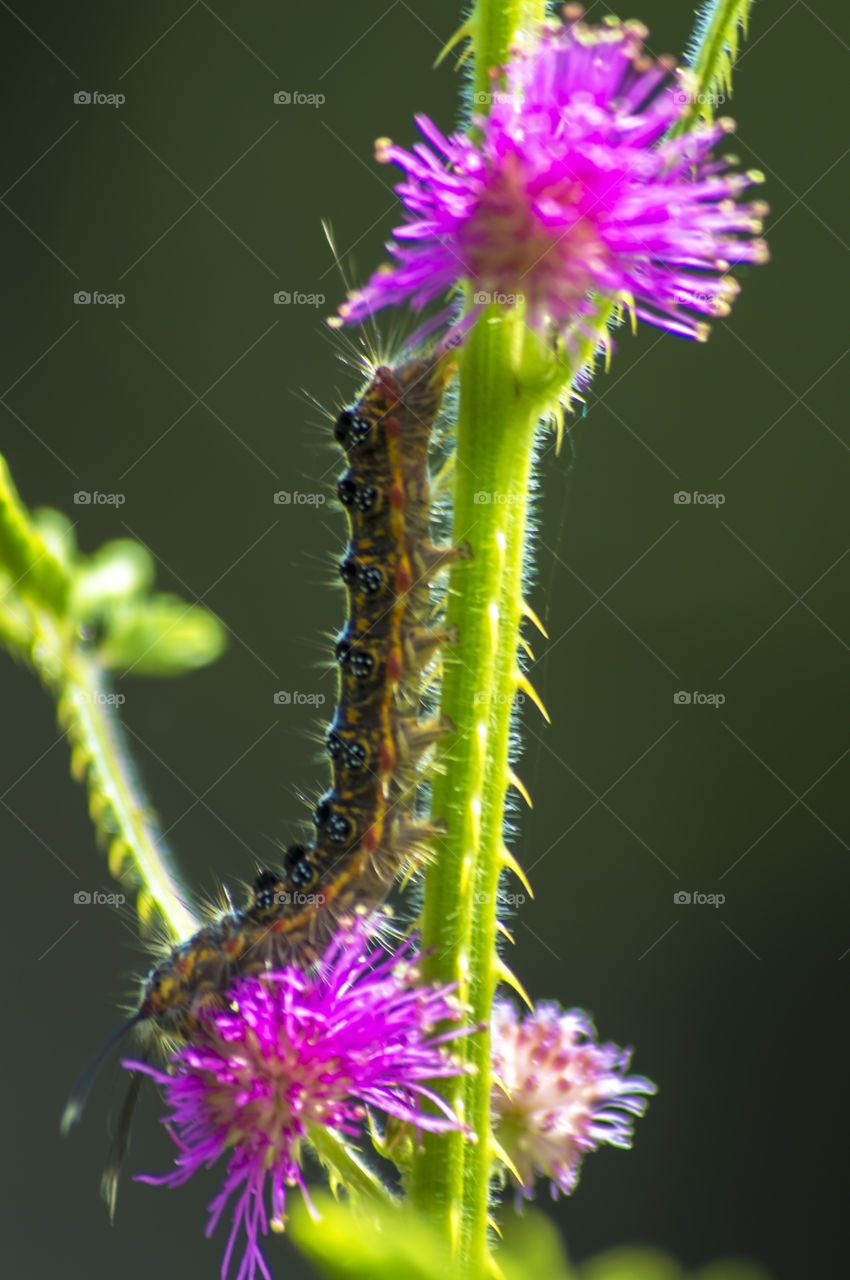 caterpillar