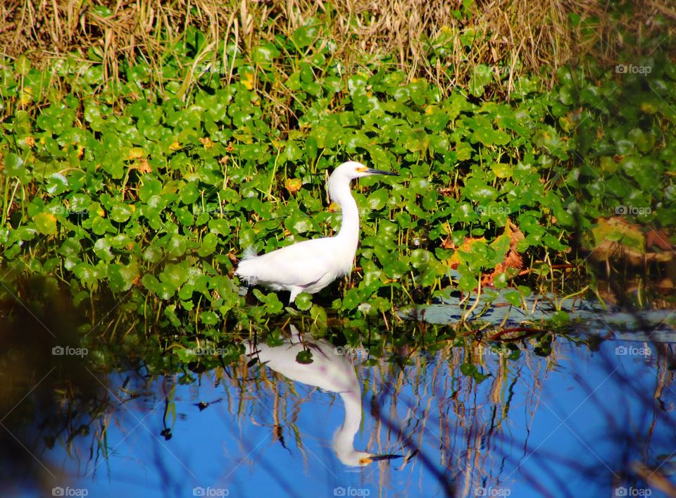 Heron walking in the marsh 