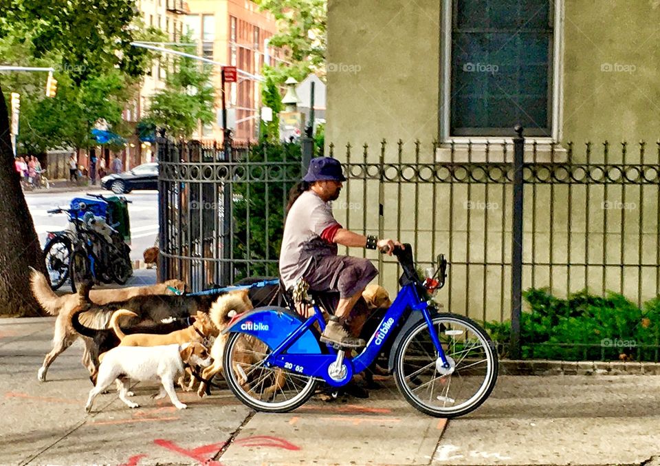 Dog Walker on a Bike. Only in New York. 