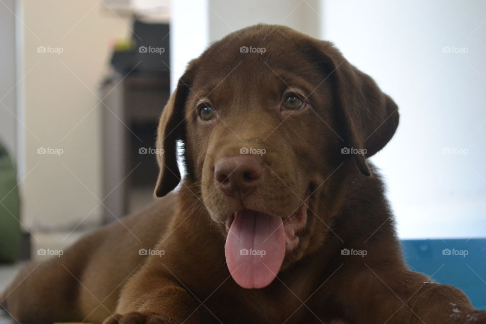 Close-up of brown dog