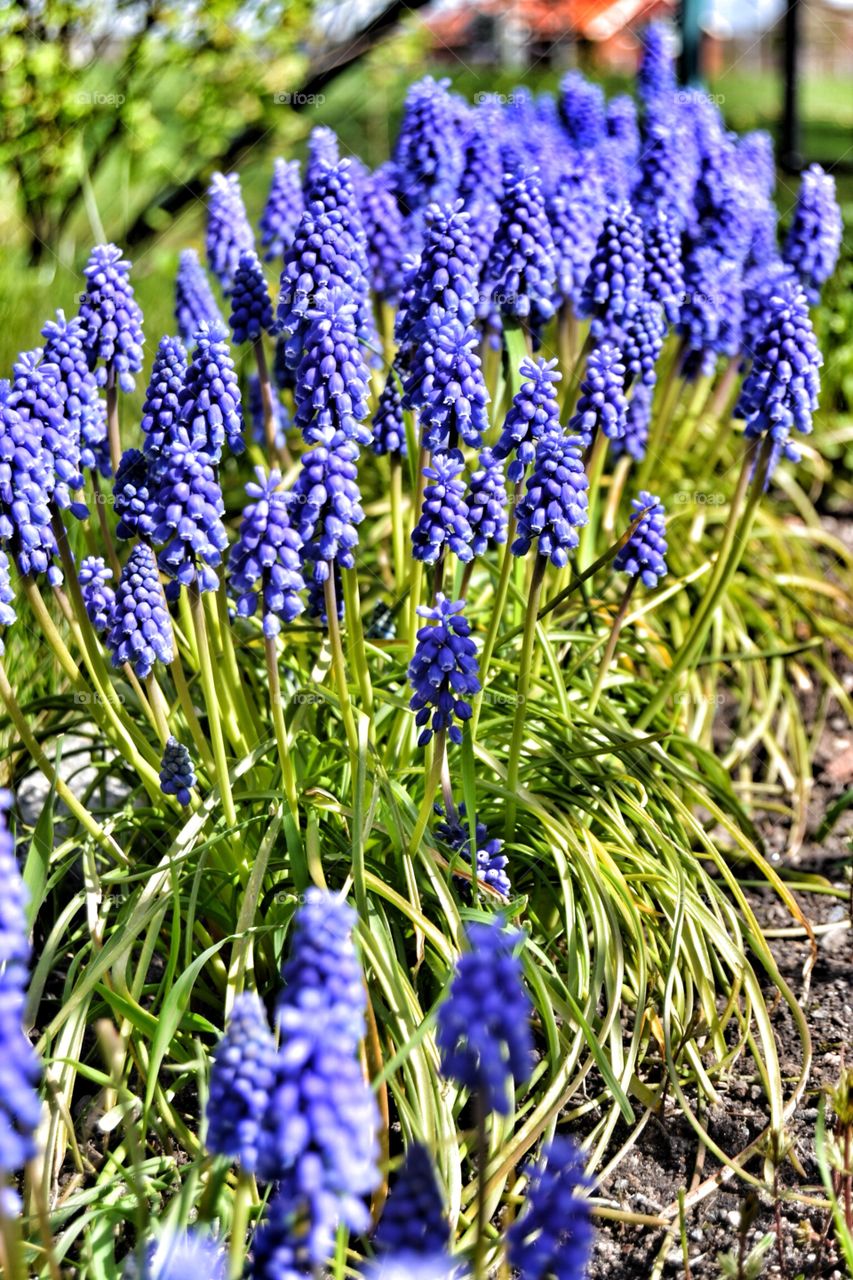 Grape hyacinth . Grape hyacinth 