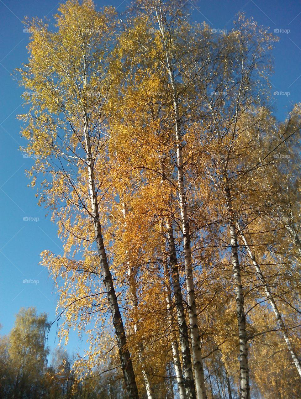 Tree, Wood, Fall, No Person, Nature