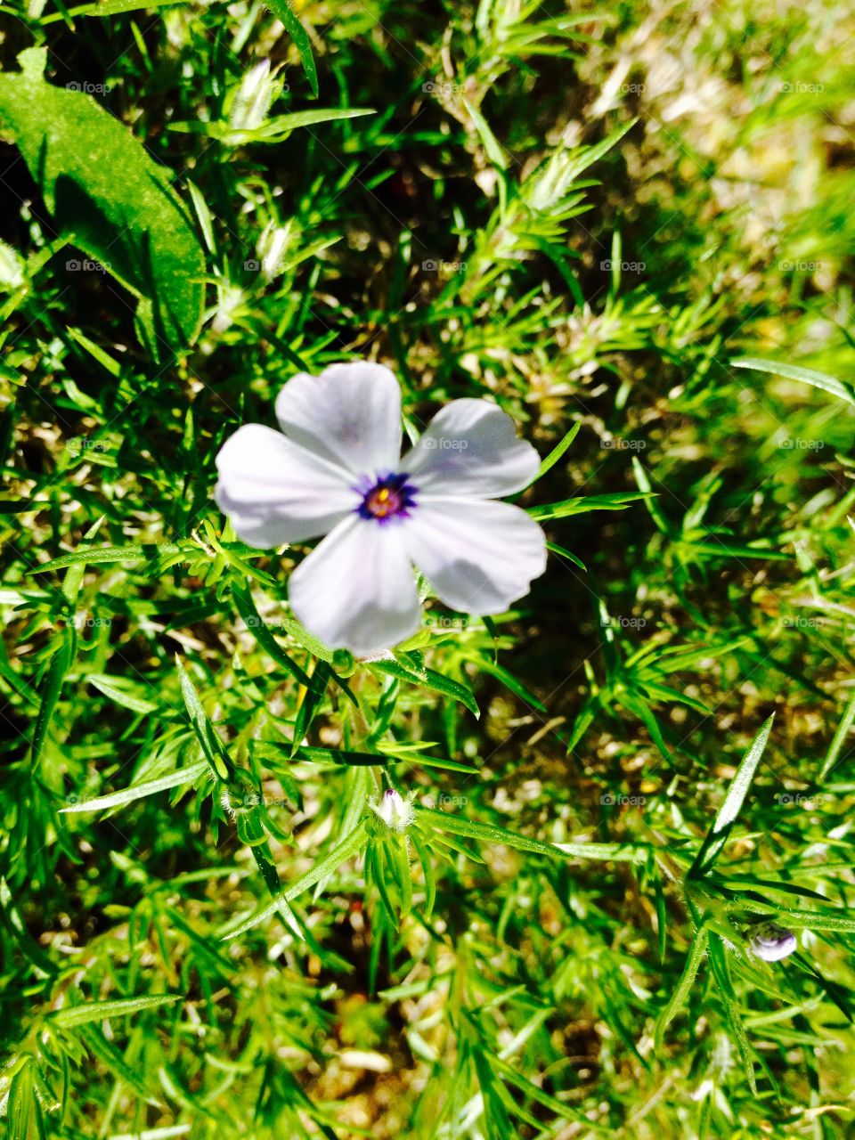 Phlox